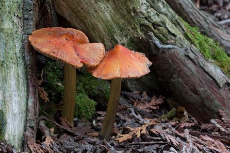 Witch Hat Mushrooms: A Hidden Gem in the Forest